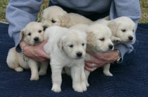 Puppy Stages - Syrah Goldens